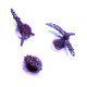 Acropora sp. 'Purple Stag'