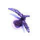 Acropora sp. 'Purple Stag'