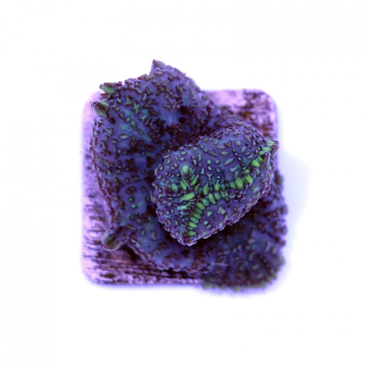 Rhodactis sp. 'Purple-Green'
