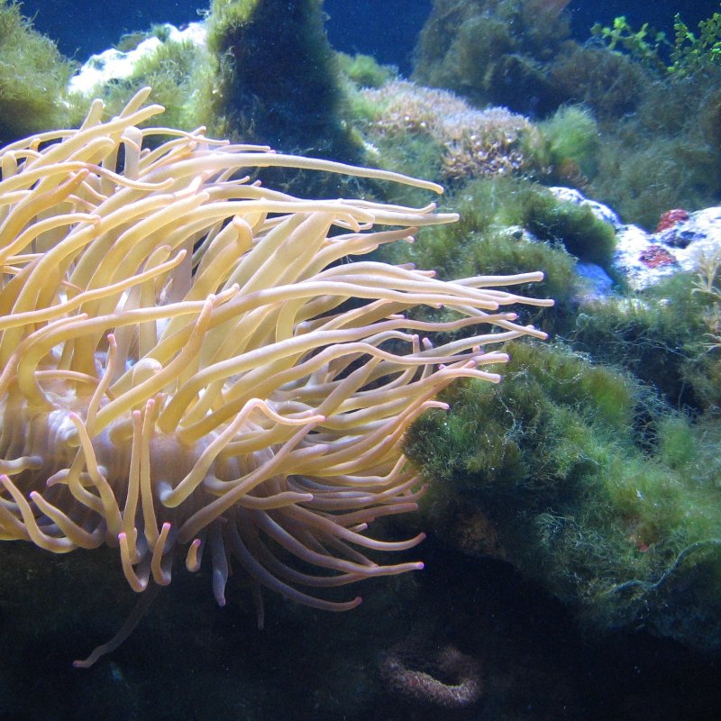 5 MASSNAHMEN GEGEN BRYOPSIS-ALGEN IM MEERWASSERAQUARIUM