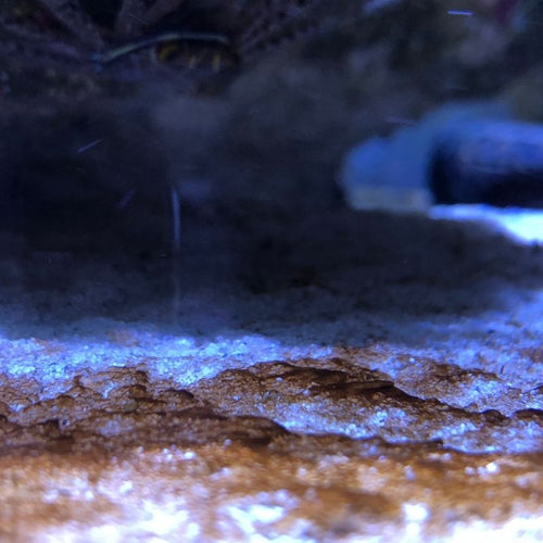 7 MASSNAHMEN GEGEN DINOFLAGELLATEN IM MEERWASSERAQUARIUM