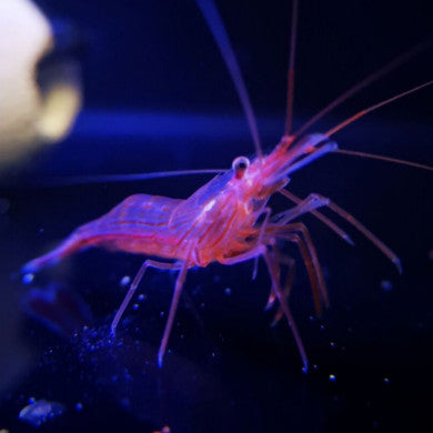 3 WEGE, UM LÄSTIGE GLASROSEN IM MEERWASSERAQUARIUM LOSZUWERDEN