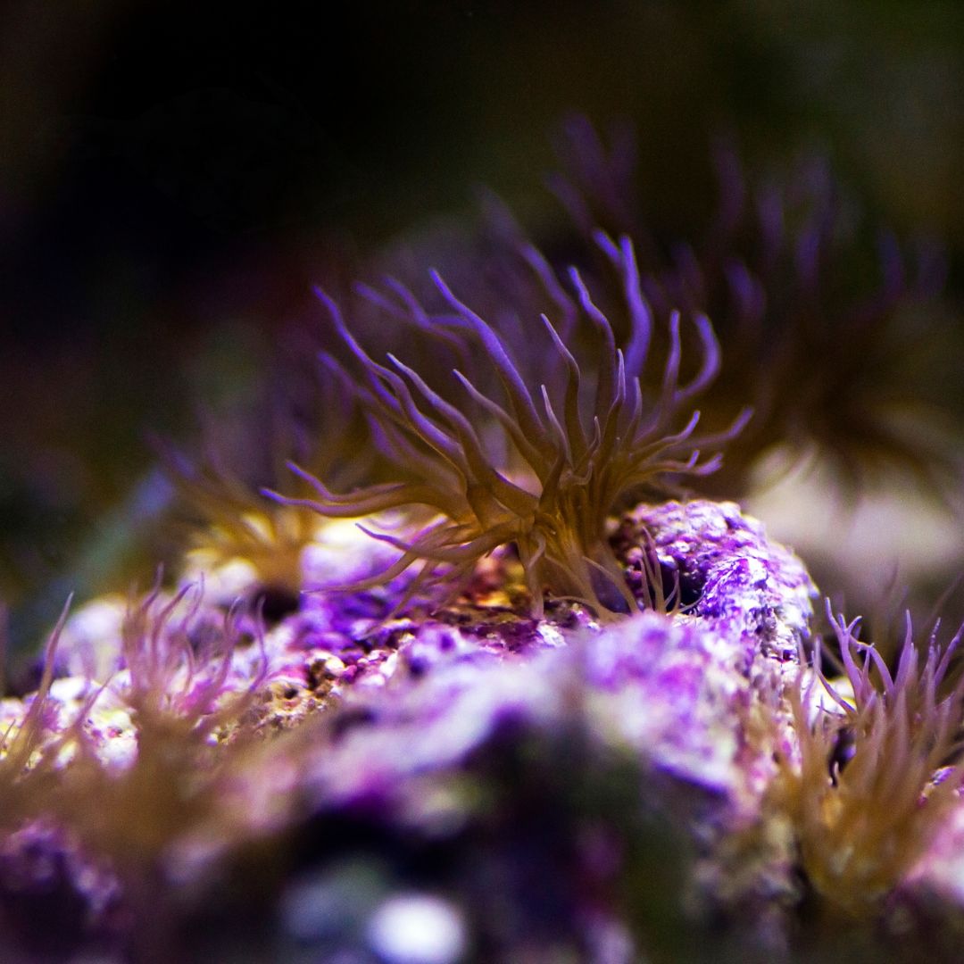 3 WEGE, UM LÄSTIGE GLASROSEN IM MEERWASSERAQUARIUM LOSZUWERDEN