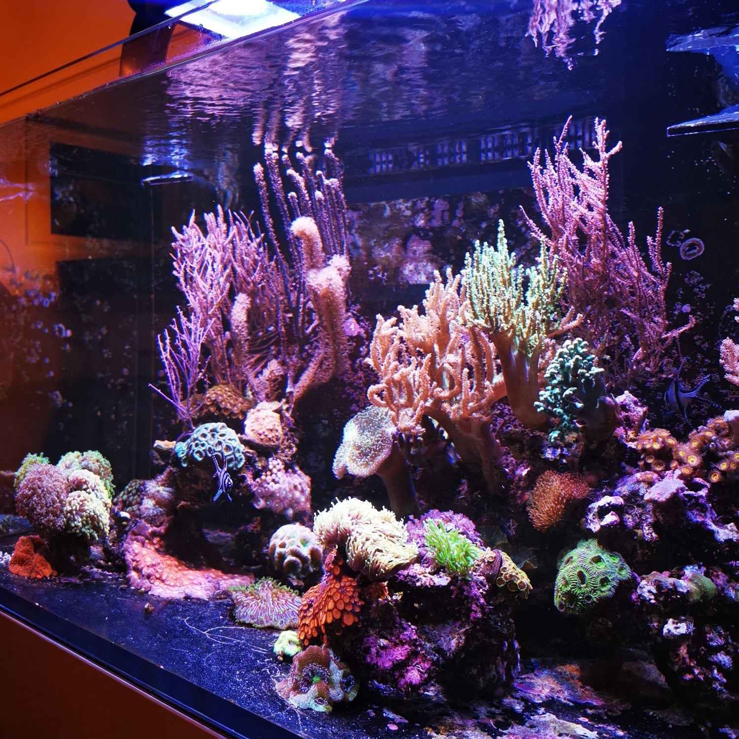 MEERWASSERAQUARIUM KAUFEN - TIPPS VOR DER ANSCHAFFUNG