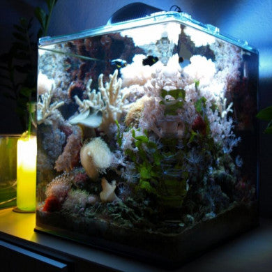 TIPPS FÜR DEN BESATZ EINES NANO-MEERWASSERAQUARIUMS