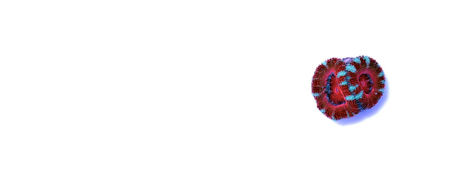 Acanthastrea & Micromussa