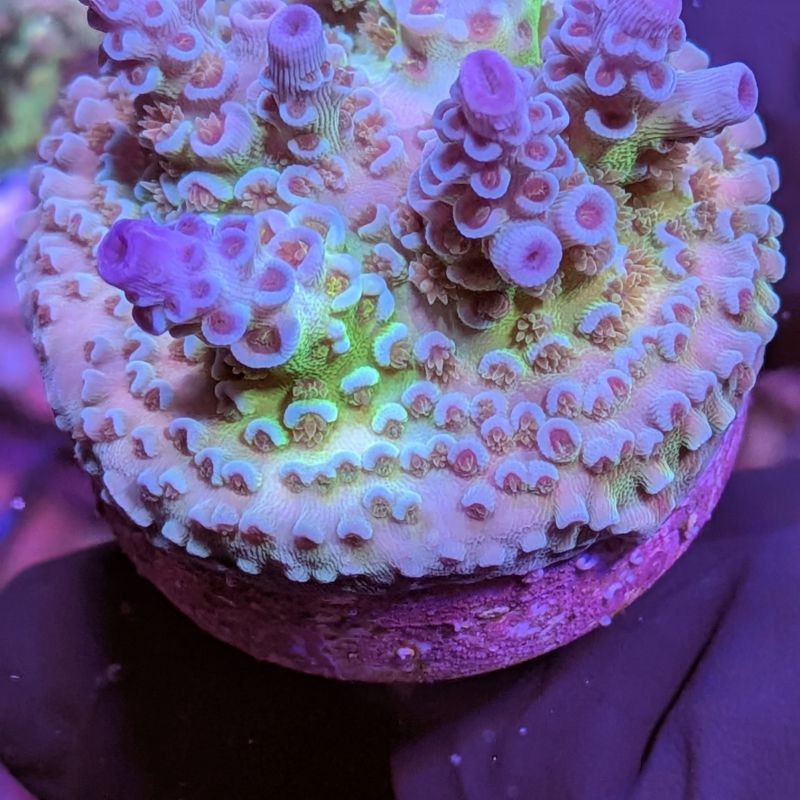 Acropora kenti - Chimäre - SciReef Twin - Grade 1
