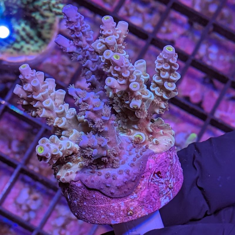 Acropora kenti - Chimäre - SciReef Twin - Grade 2
