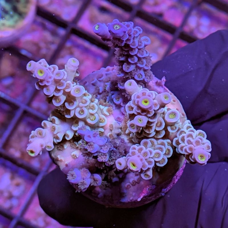 Acropora kenti - Chimäre - SciReef Twin - Grade 2