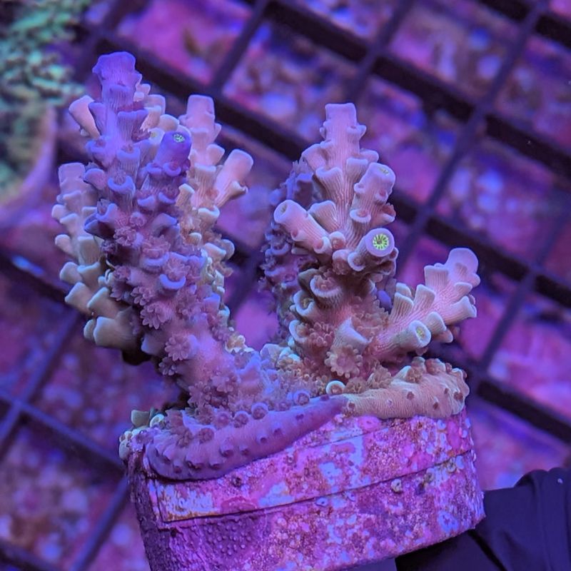 Acropora kenti - Chimäre - SciReef Twin - Grade 2
