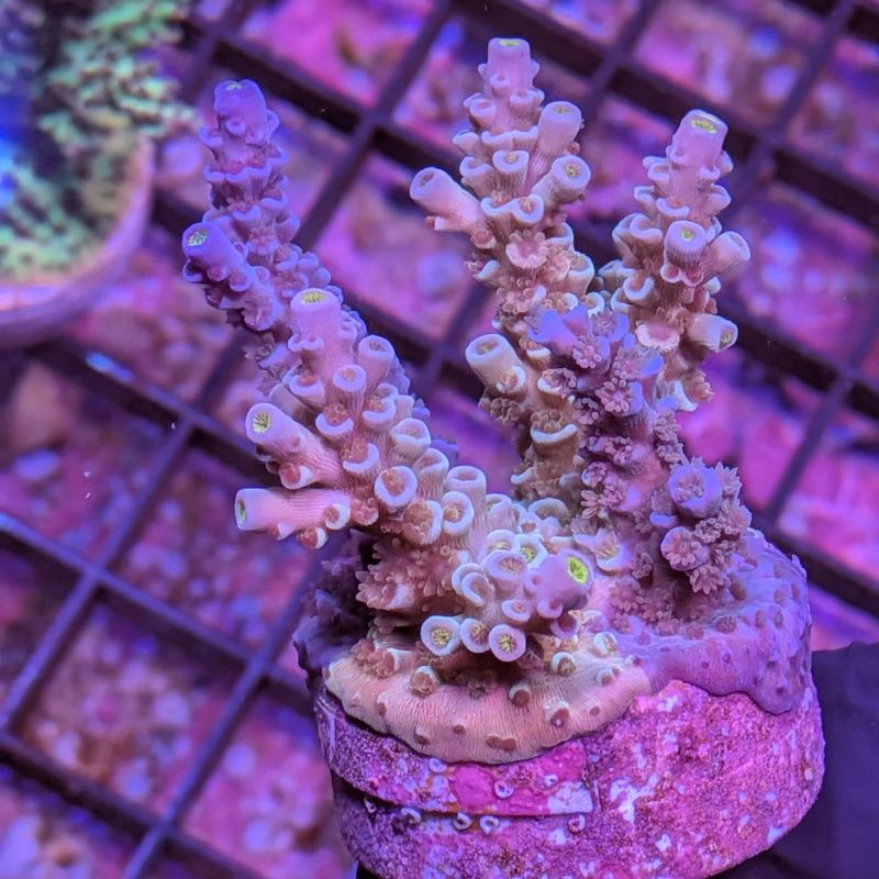 Acropora kenti - Chimäre - SciReef Twin - Grade 2