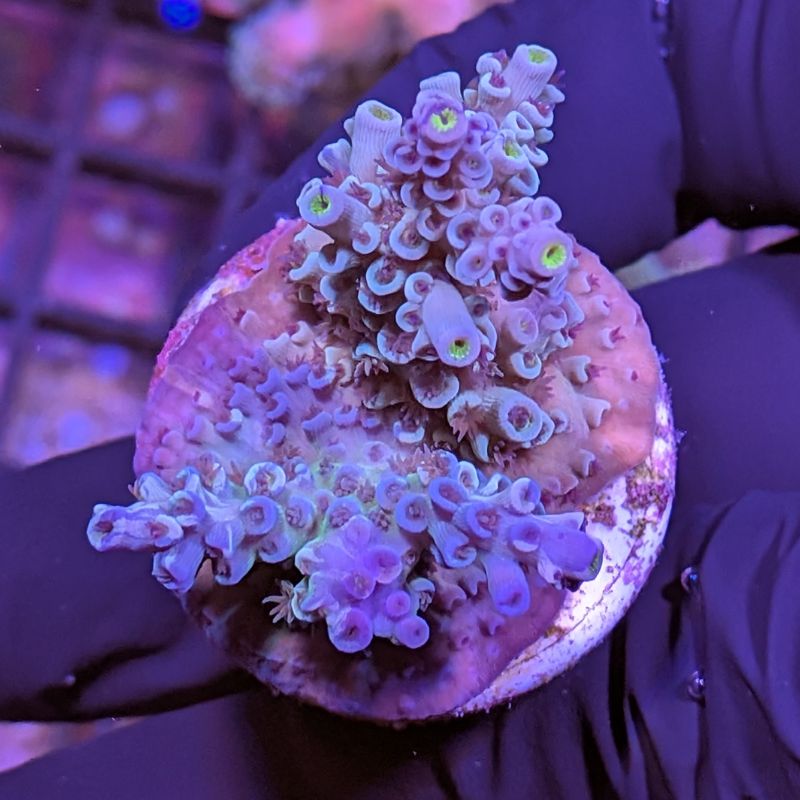 Acropora kenti - Chimäre - SciReef Twin - Grade 3