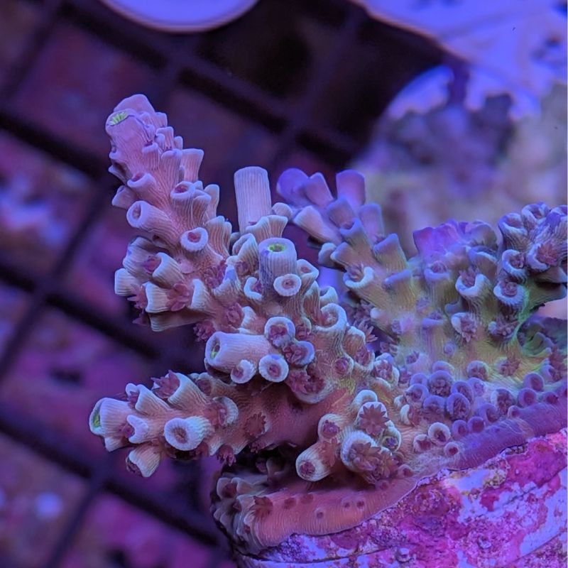 Acropora kenti - Chimäre - SciReef Twin - Grade 3
