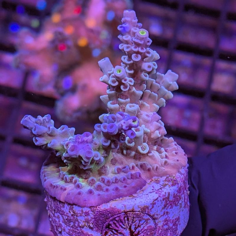 Acropora kenti - Chimäre - SciReef Twin - Grade 3