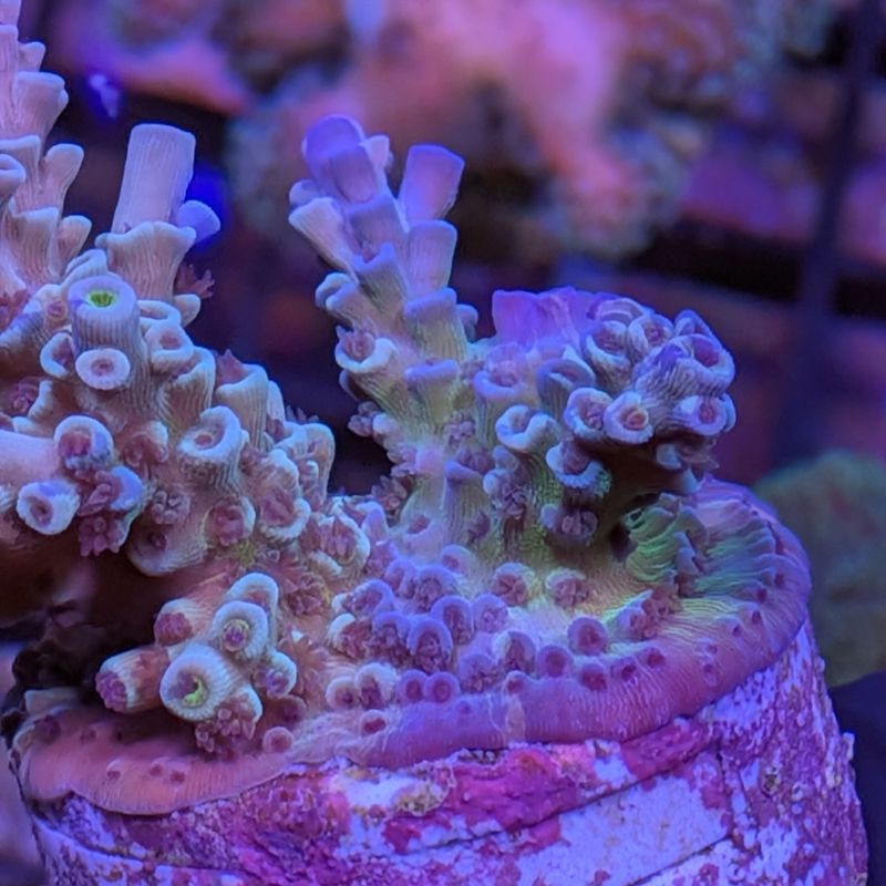 Acropora kenti - Chimäre - SciReef Twin - Grade 3