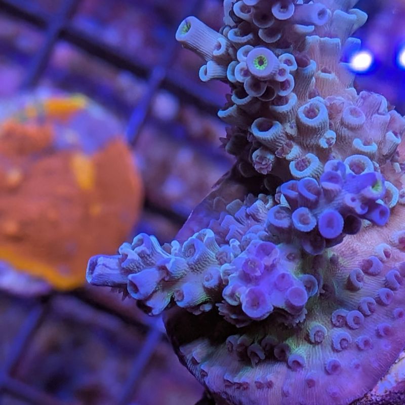 Acropora kenti - Chimäre - SciReef Twin - Grade 3