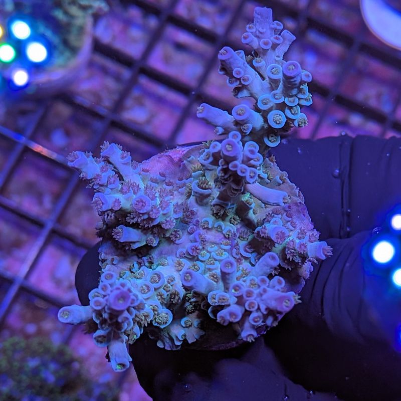 Acropora kenti - Chimäre - SciReef Twin - Grade 1
