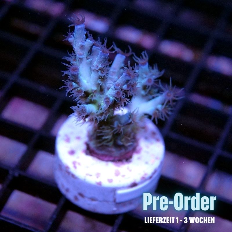 Acropora kenti - SciReef Twin Grade 2