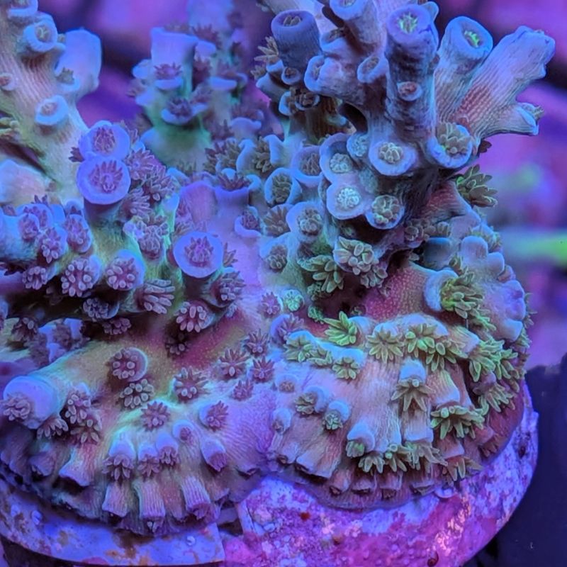 Acropora kenti - Chimäre - SciReef Twin - Grade 1