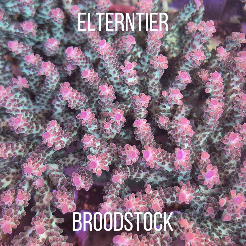 Acropora nasuta - SciReef Twin