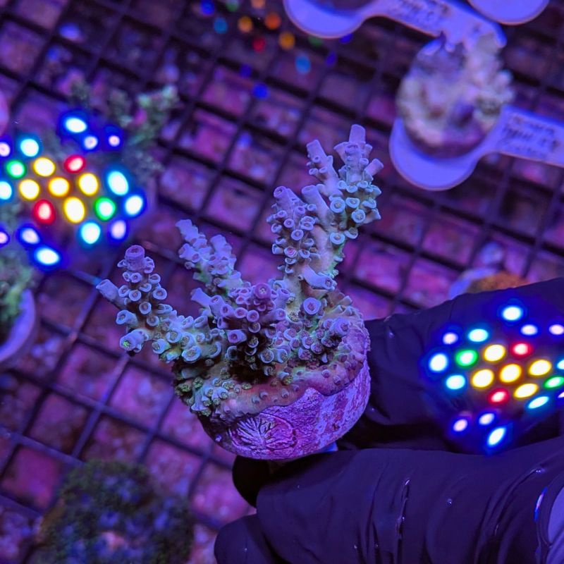 Acropora kenti - Chimäre - SciReef Twin - Grade 1