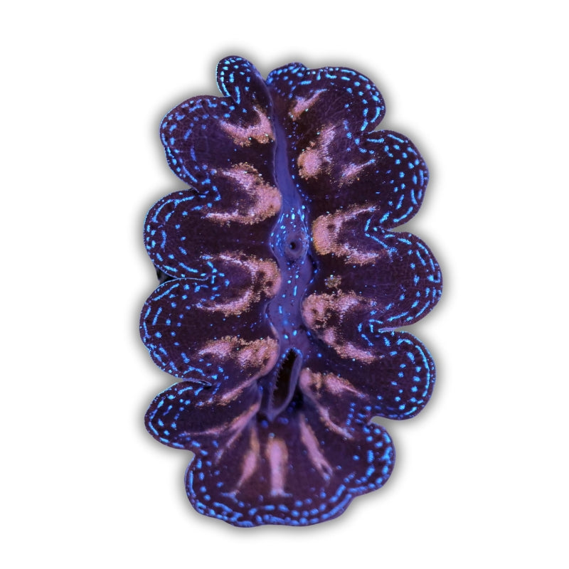 Tridacna crocea