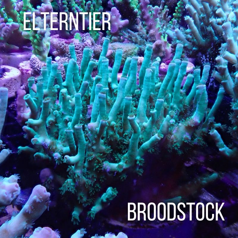 Acropora tenuis - SciReef Twin - Grade 2 - Longfinger