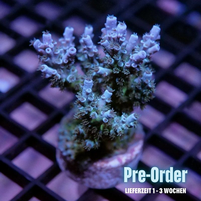 Acropora kenti - SciReef Twin Grade 1