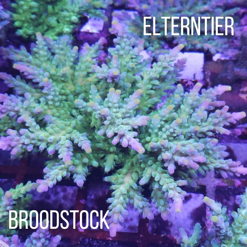 Acropora austera - SciReef Twin - Grade 2