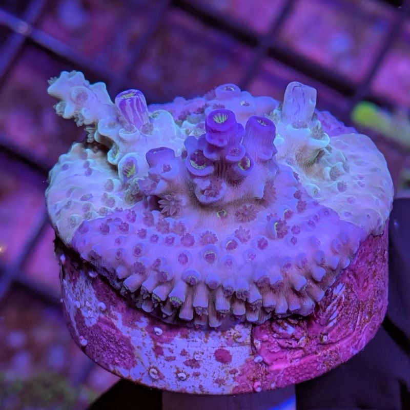 Acropora kenti - Chimäre - SciReef Twin - Grade 1