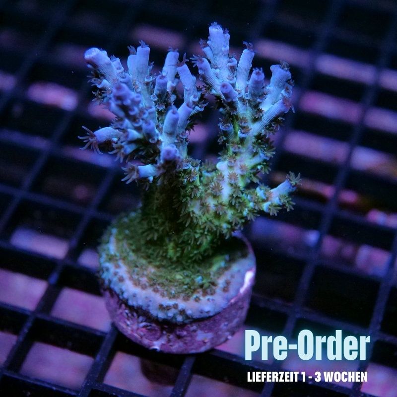 Acropora kenti - SciReef Twin Grade 1