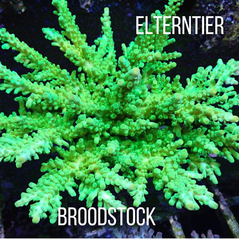 Acropora austera - SciReef Twin - Grade 1