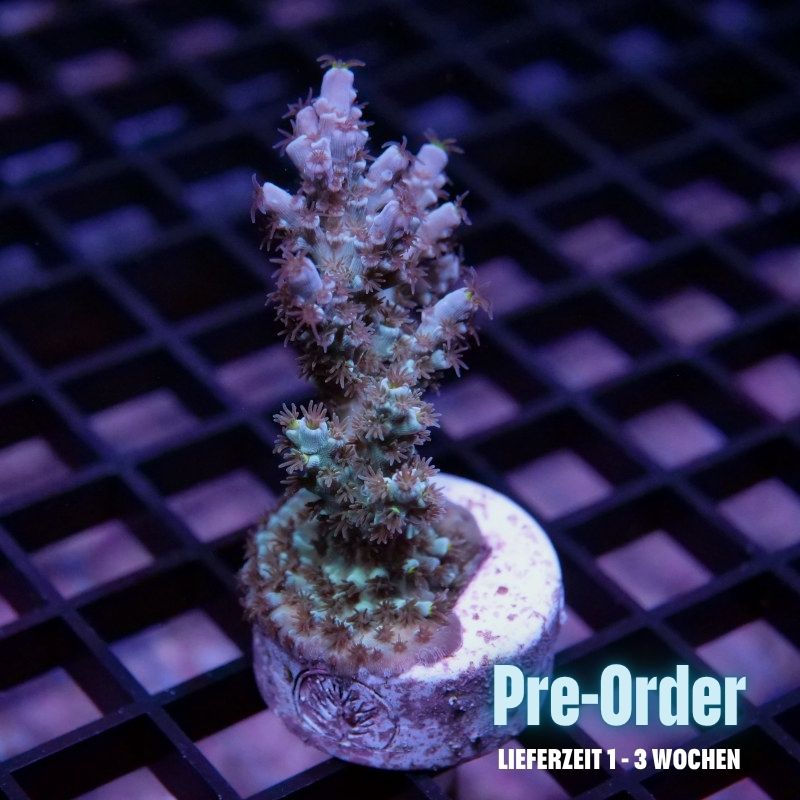 Acropora kenti - SciReef Twin Grade 1