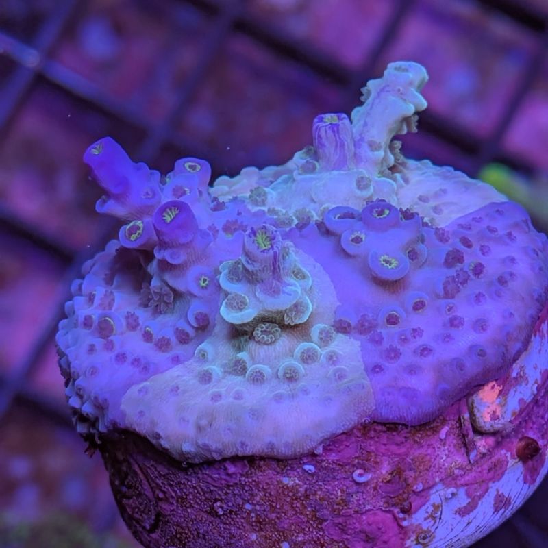 Acropora kenti - Chimäre - SciReef Twin - Grade 1