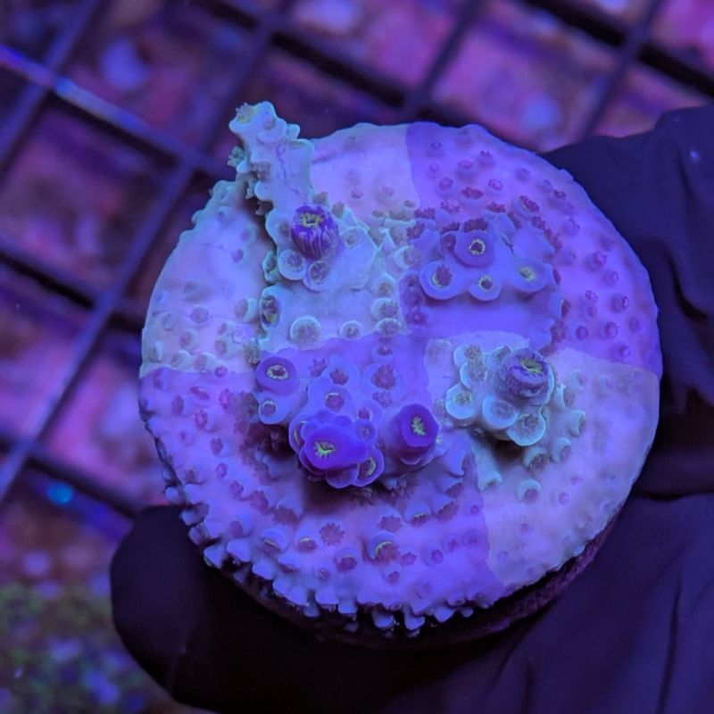 Acropora kenti - Chimäre - SciReef Twin - Grade 1