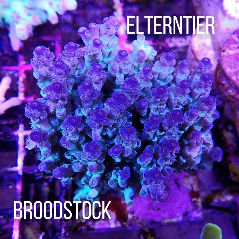 Acropora tenuis - SciReef Twin - Grade 1 - Lavender