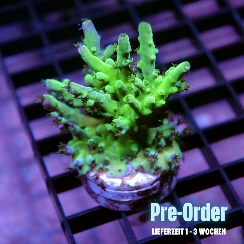 Acropora austera - SciReef Twin - Grade 1