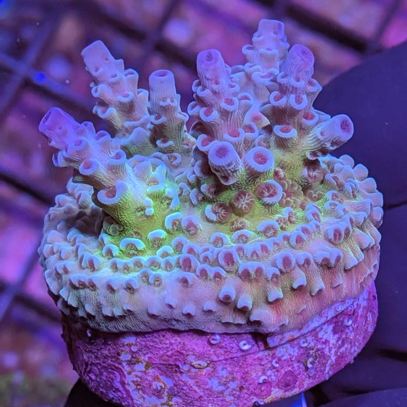 Acropora kenti - Chimäre - SciReef Twin - Grade 1