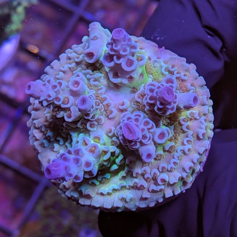 Acropora kenti - Chimäre - SciReef Twin - Grade 1
