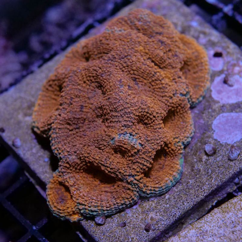 Acanthastrea echinata 'Orange'