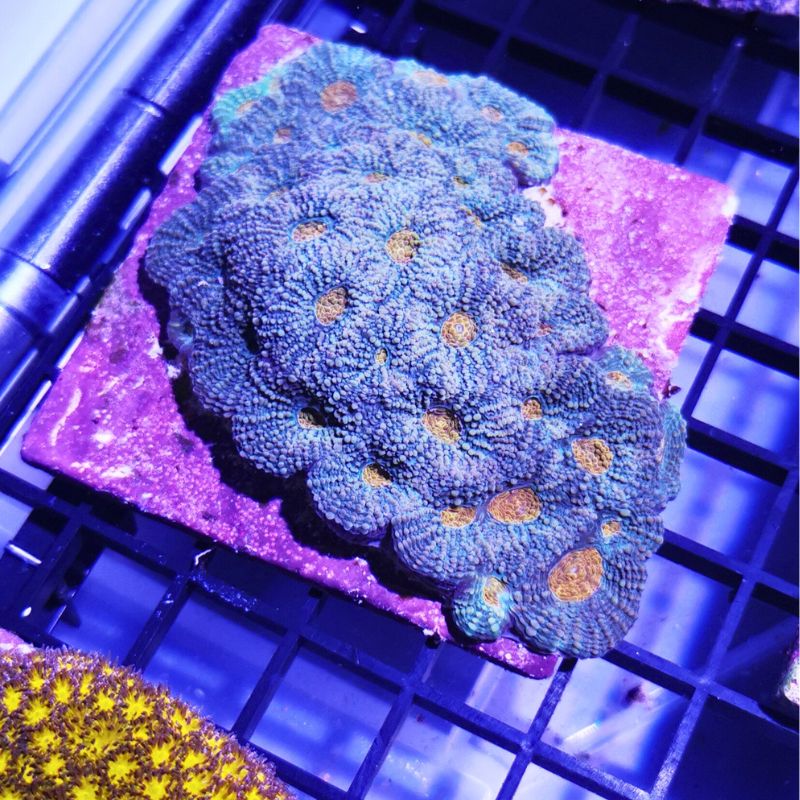 Acanthastrea echinata 'Orange Center'