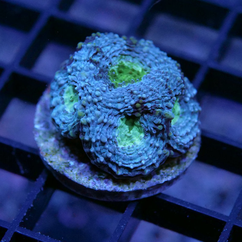 Acanthastrea echinata 'Splatter'