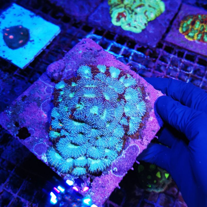 Acanthastrea echinata 'Splatter'