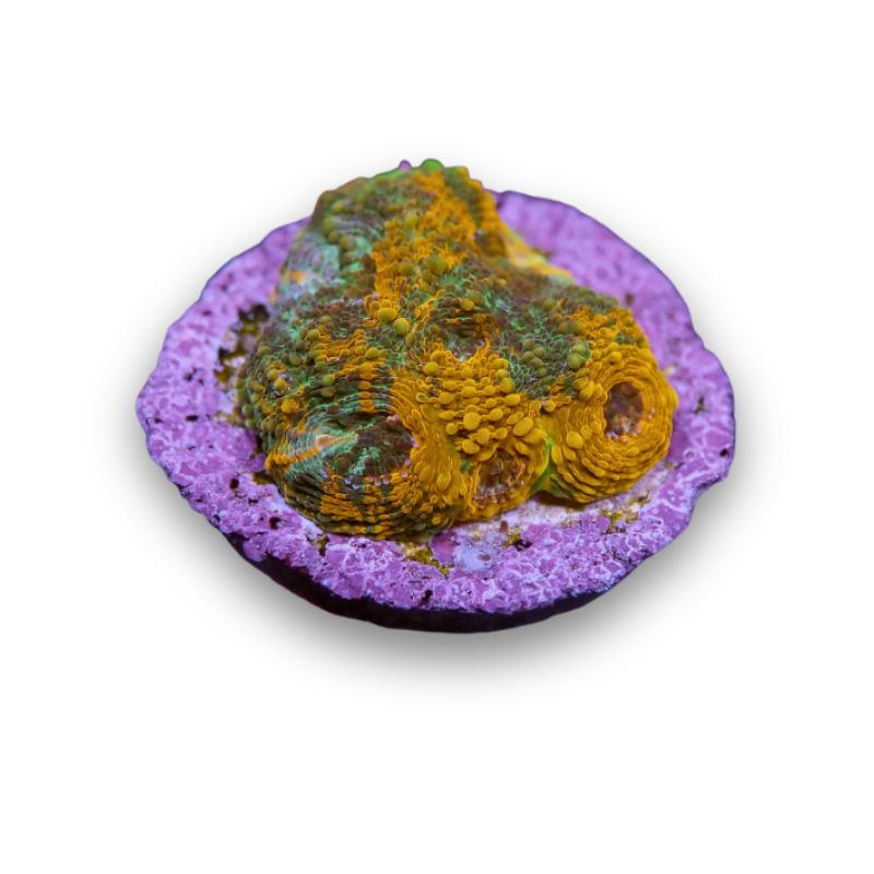 Acanthastrea echinata 'Rainbow'
