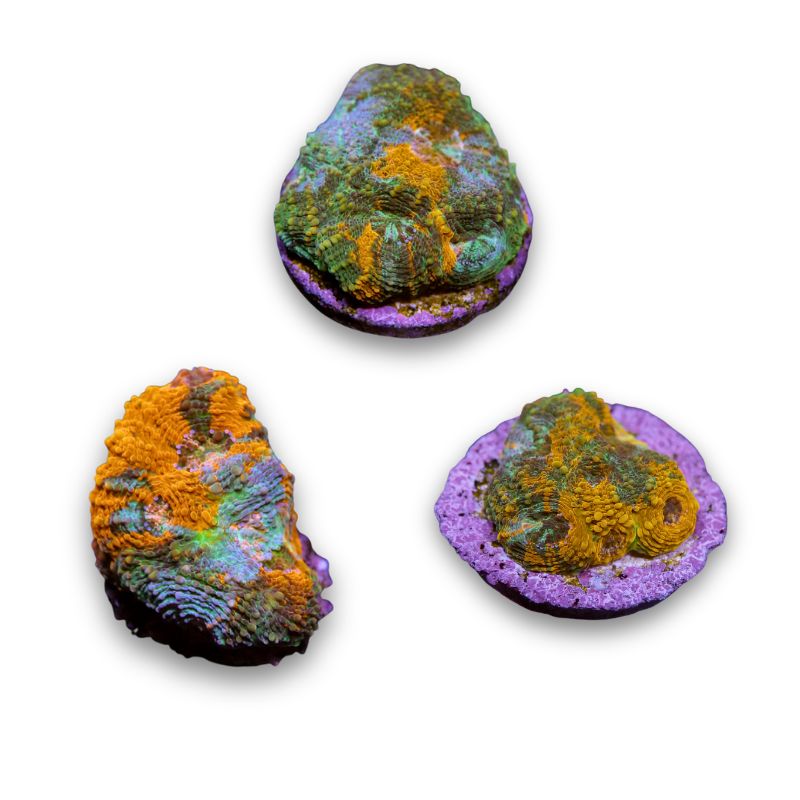 Acanthastrea echinata 'Rainbow'
