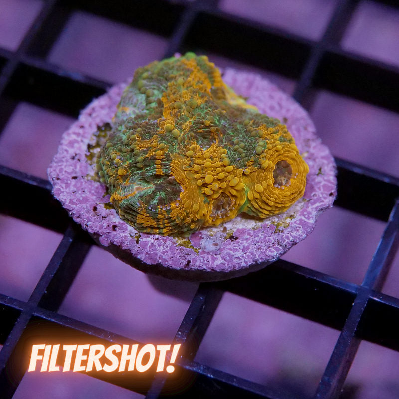 Acanthastrea echinata 'Rainbow'