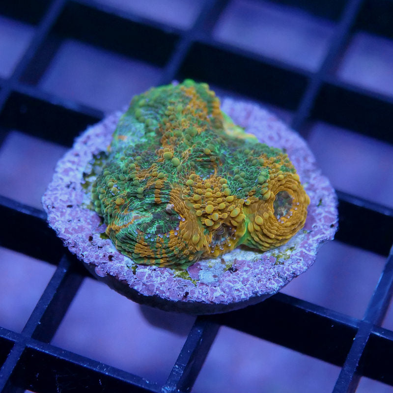 Acanthastrea echinata 'Rainbow'