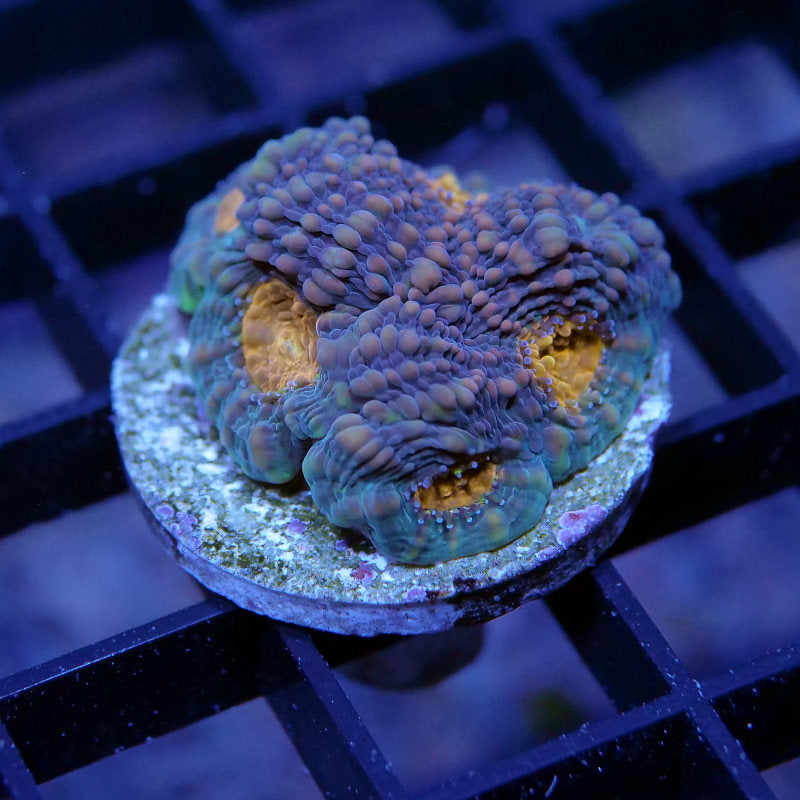 Acanthastrea echinata 'Orange Center'