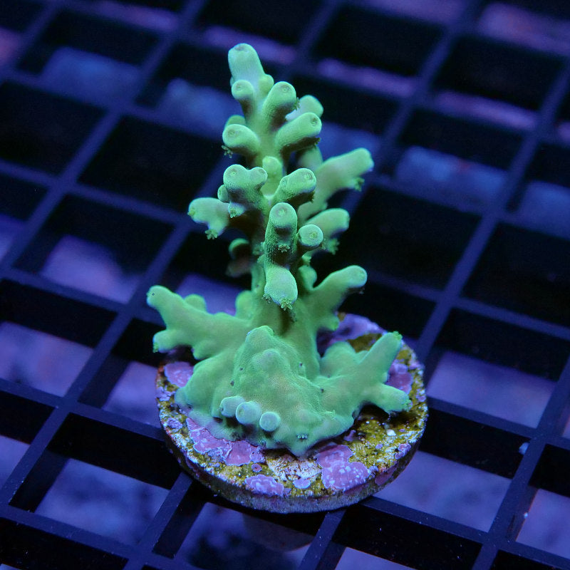 Acropora sp. 'Lemon Lime'