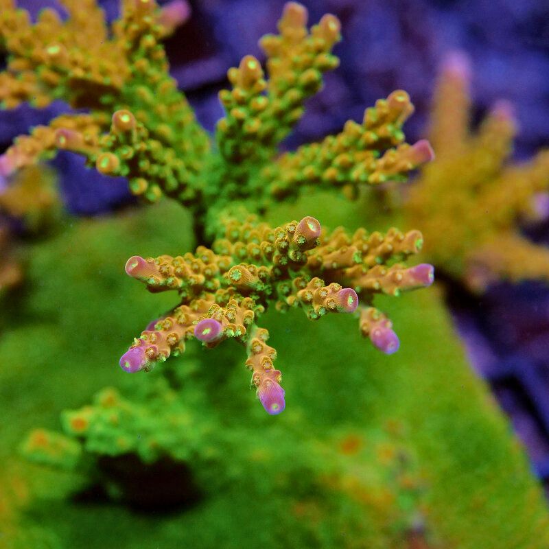 Acropora sp. 'Mango Garden'